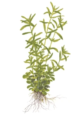 Rotala rotundifolia Green